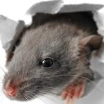 Что такое дератизация простыми словами