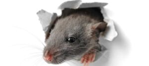 Что такое дератизация простыми словами