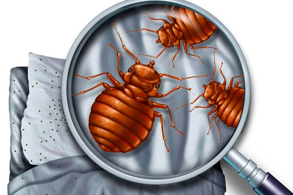 дезинфекция квартиры от клопов