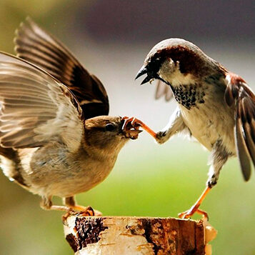 отпугивание птиц Минск