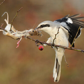 птицы переносчики болезней